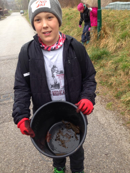 Krötenwanderung
