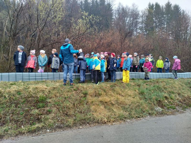 Krötenwanderung