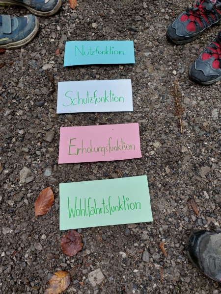Wissenwertes über den Wald