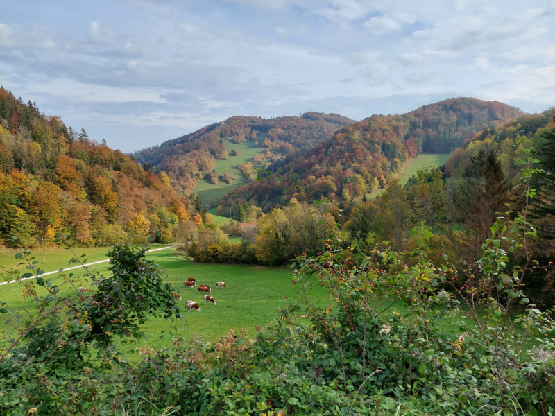 Wissenwertes über den Wald