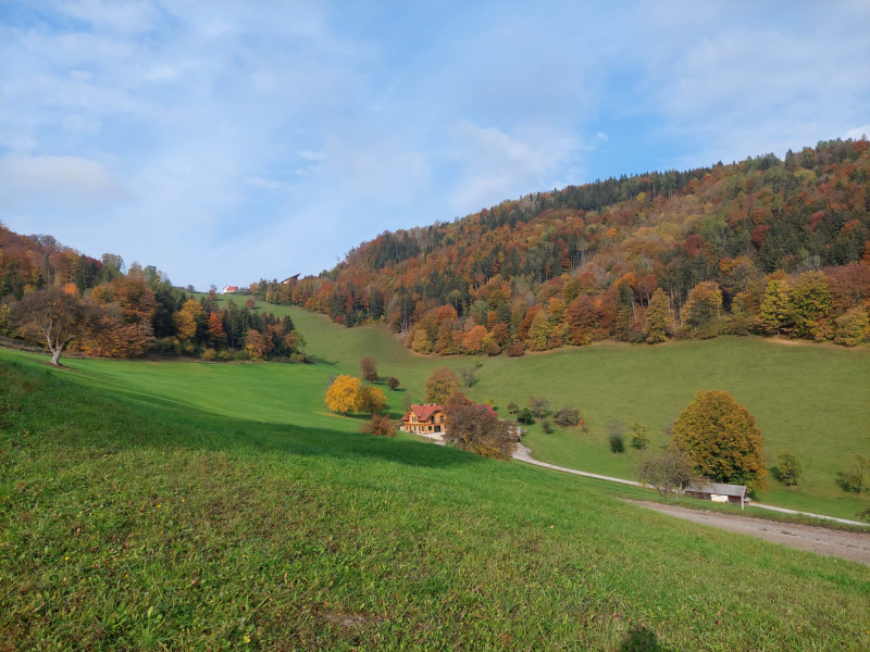 Wissenwertes über den Wald