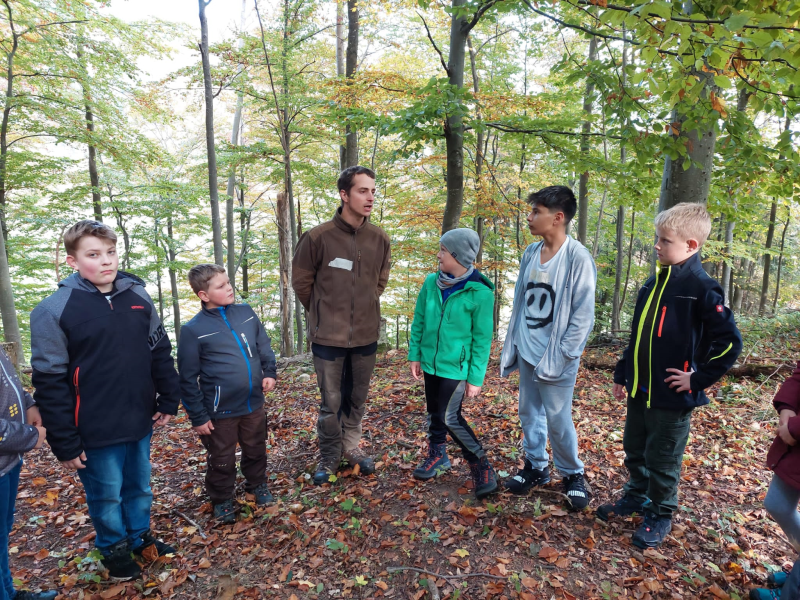 Wissenwertes über den Wald