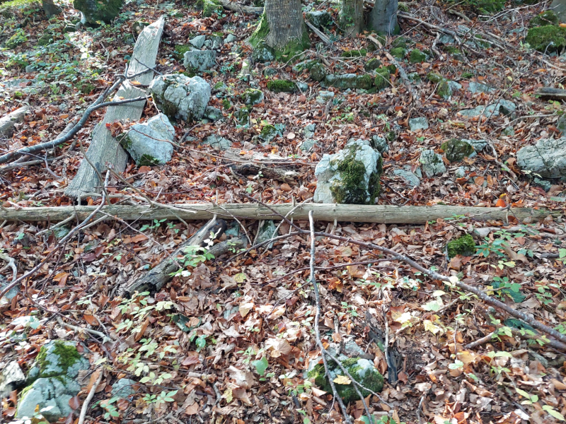 Wissenwertes über den Wald