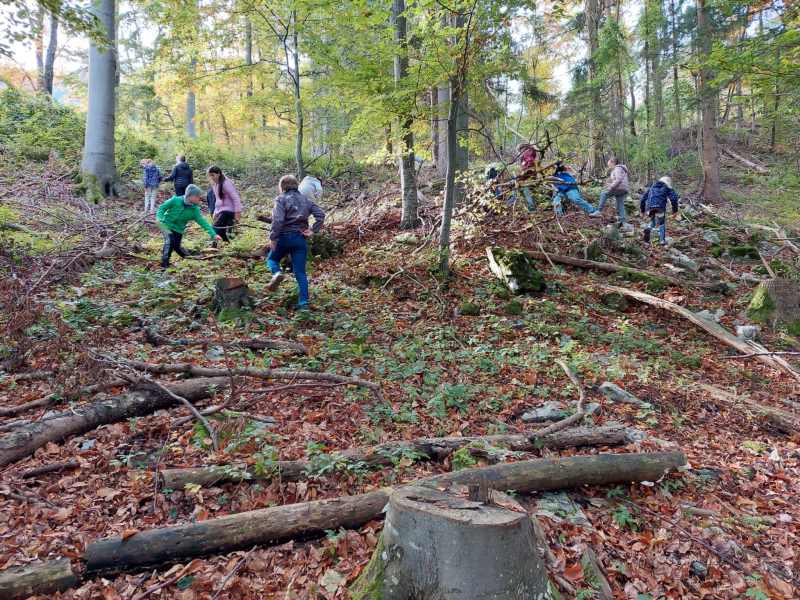 Wissenwertes über den Wald