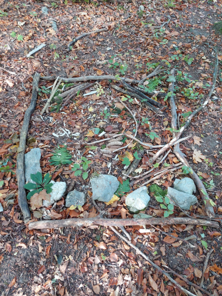 Wissenwertes über den Wald