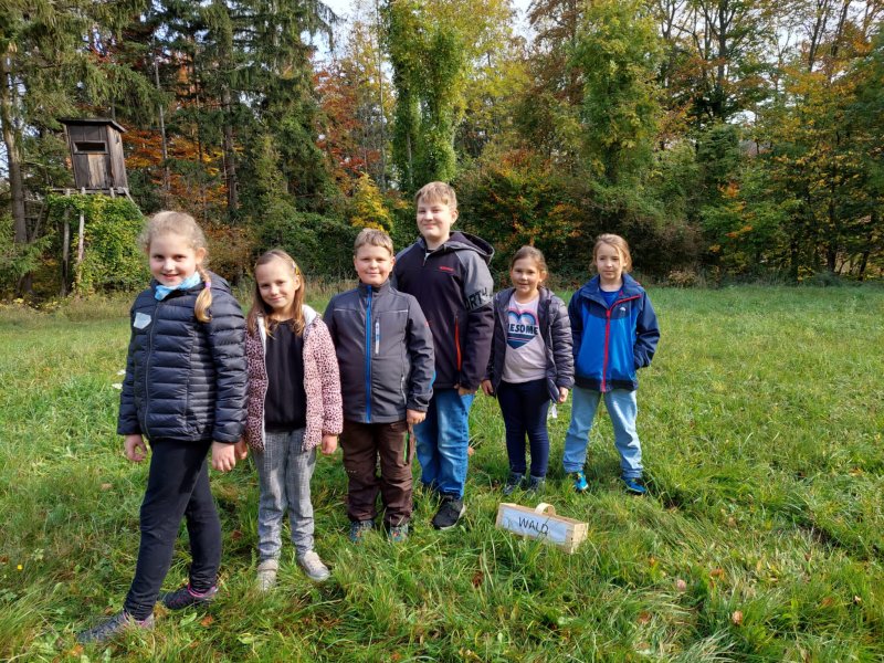 Wissenwertes über den Wald