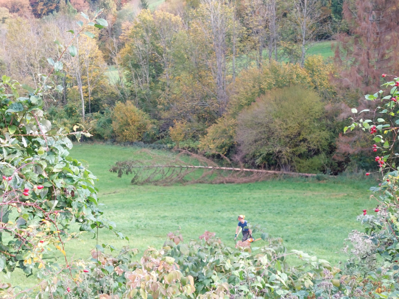 Wissenwertes über den Wald