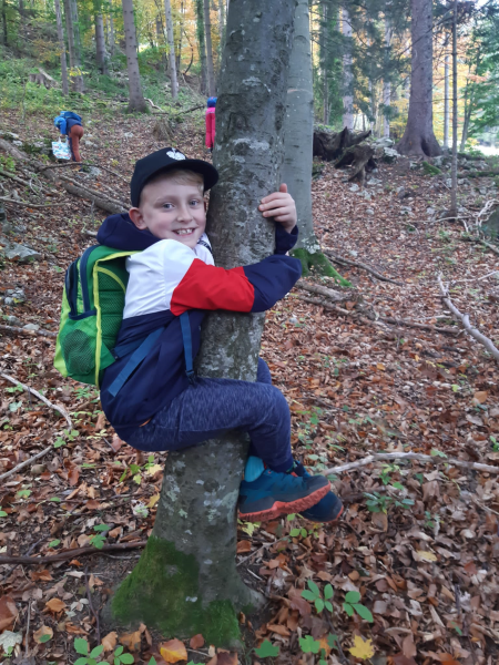 Wissenwertes über den Wald