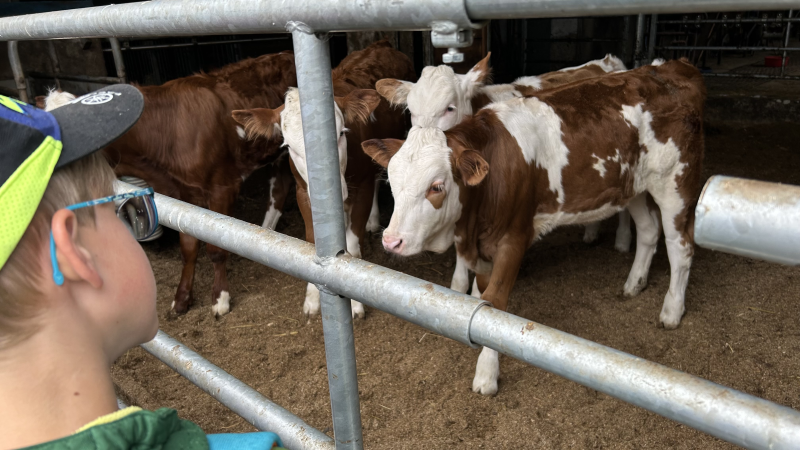 Einen Vormittag auf dem Bauernhof