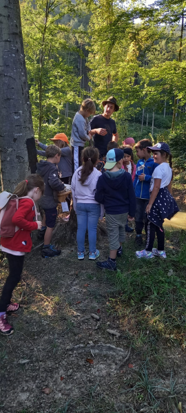 WALDTAG der Vorschulklasse 🌲🌳🌲