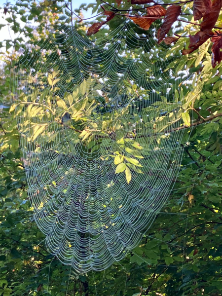 Waldtag der 2.Klassen